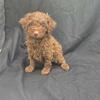 AKC toy poodle puppies