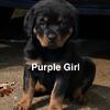 Ready to go home for Christmas - Purebred Rottweilers puppies 4 total- 2 boys / 2 girls