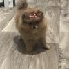 Female Pomeranian Puppy 10 Weeks old
