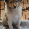 Female AKC Sheltie