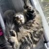 Maine Coon kittens for adoption 