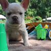 Female French Bulldog 