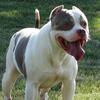 Champion Bred American Bully Pups ABKC Registered 