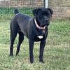 Ckc cane corso
