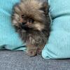 Sable Pomeranian Boy
