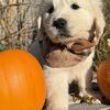 (puppies!) AKC registered English Cream Golden Retriever Puppies (just in time for Christmas!)