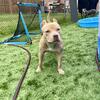 Fawn / Apricot Tri American Bully 