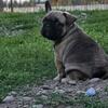 AKC French Bulldogs 