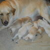 Yellow Labs Puppies