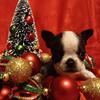 AKC  REGISTERED BOSTON TERRIER PUPPIES