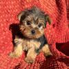 Jingle - Male Yorkie Puppy
