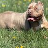 ABKC Lilac Tri Merle American bully female in heat soon 