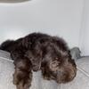 For Sale female CKC labradoodle puppy