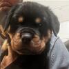 Purebred Rottweiler puppies—both males and females available.