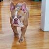Exotic French Bulldog