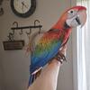 Tropicana Macaw Baby