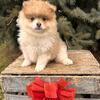 AKC Pomeranian female puppies!!!