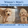 Mini Goldendoodle puppies DUE NOVEMBER 2025