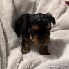Yorkie Puppies that are gorgeous!