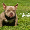Nano exotic bully male
