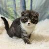2  BABY GIRL KITTENS SCOTTISH FOLD & STRAIGHT 