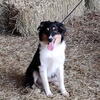 Addie, 1&1/2 year old Female Australian shepherd 