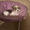 Small Rare Color Parti AKC Yorkie