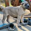 Healthy Cane Corso Puppies