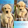 AKC Golden Retriever - Champion Bloodlines