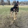 3 year old male German shepherd 