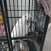 2 year old cockatoo