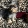 Yorkie Beautiful Tcup Boy