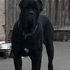 Cane Corso pups for sale 
