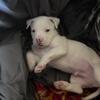 Male pitbull 6 weeks old