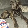 NEAPOLITAN MASTIFF PUPPIES 