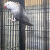 Ringneck Female Grey