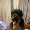  Ckc German Registered Rottweiler pup