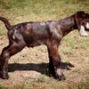 MOONSPOT BOER GOATS