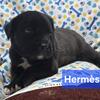 Cane Corso Male World Champion Line Minnesota 