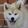 Adorable 10-Month-Old Akita Male Puppy for Sale!