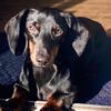 STUD SERVICE -  Black&Tan Mini Dachshund