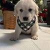 Golden Retriever Puppies