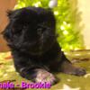 Female 6 weeks old Pekingese - Brookie