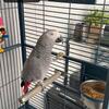 African Grey $2000