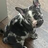 🐾 2 French Bulldogs Still Available