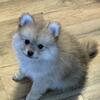Pomeranian male pups. Ready to go