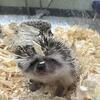 BABY HEDGEHOGS 