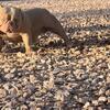 Micro exotic bully stud only