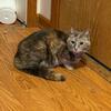 Cute kitty in need of a home ASAP