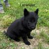 AKC Black German Shepherd puppies